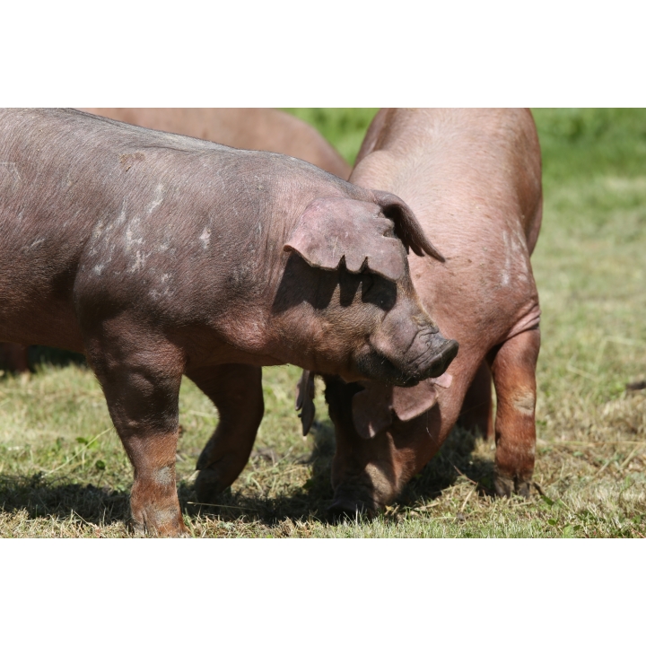 Duroc Pig